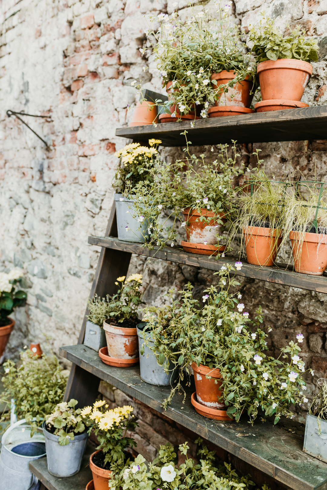 Miss Sophie's Olomouc plants in the garden